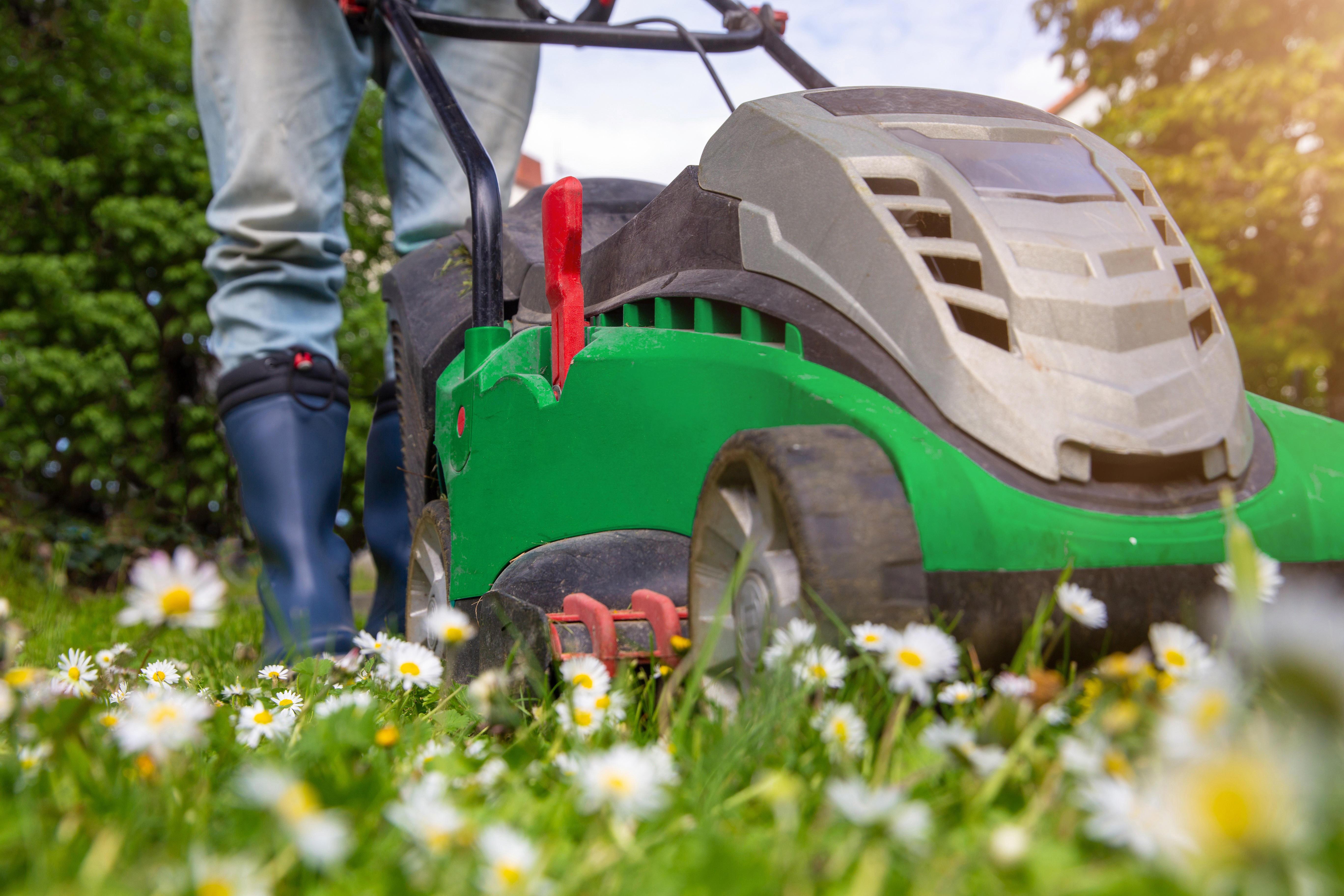 Ein Rasen mit Gänseblümchen und im Hintergrund ein Rasenmäher und Beine in Gummistiefeln