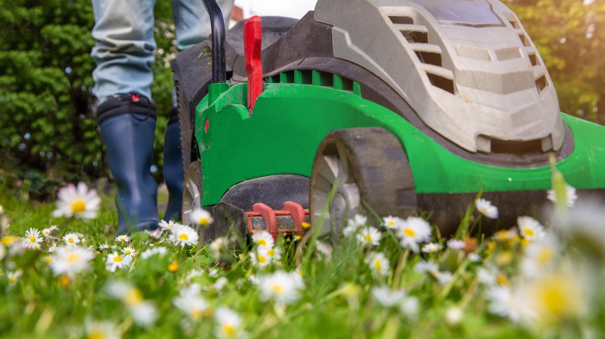 Ein Rasen mit Gänseblümchen und im Hintergrund ein Rasenmäher und Beine in Gummistiefeln