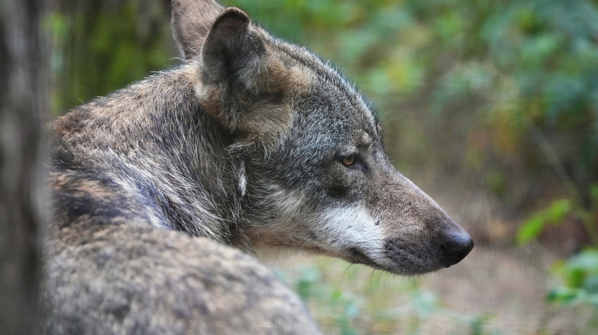 Ein Wolf sitzt in einem Wald.