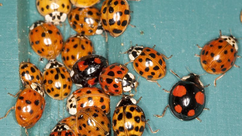 Zahlreiche Marienkäfer an einer blauen Wand | Bild: picture alliance / blickwinkel/F. Hecker | F. Hecker Zahlreiche Marienkäfer an einer blauen Wand