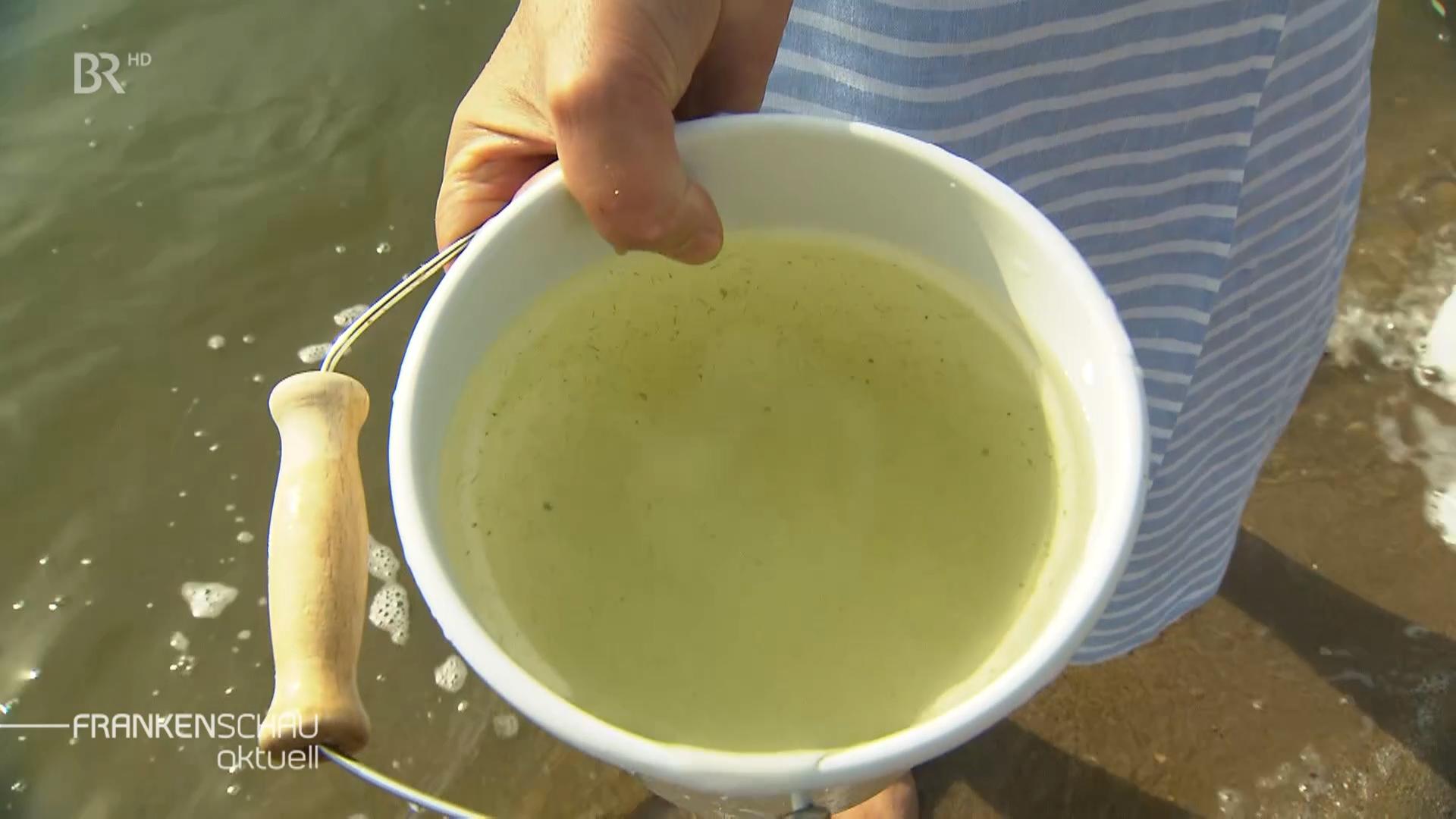 Ein Eimer voller Blaualgen aus dem Altmühlsee.