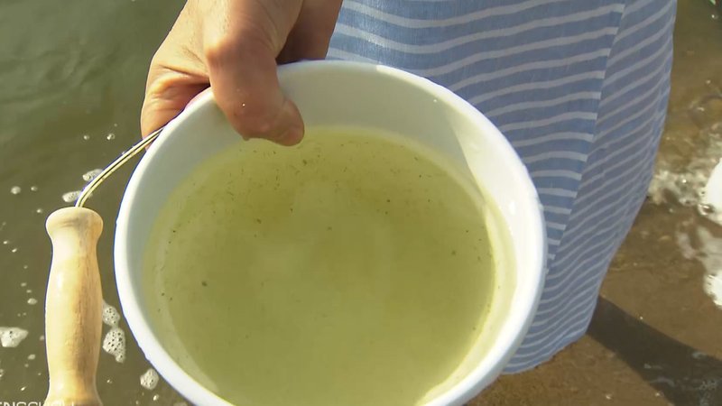 Ein Eimer voller Blaualgen aus dem Altmühlsee. | Bild: BR Ein Eimer voller Blaualgen aus dem Altmühlsee.