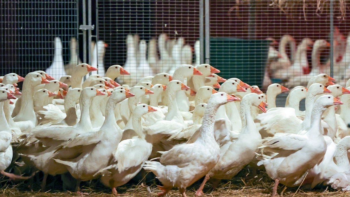 Mehrere Fälle von Vogelgrippe in Bayern