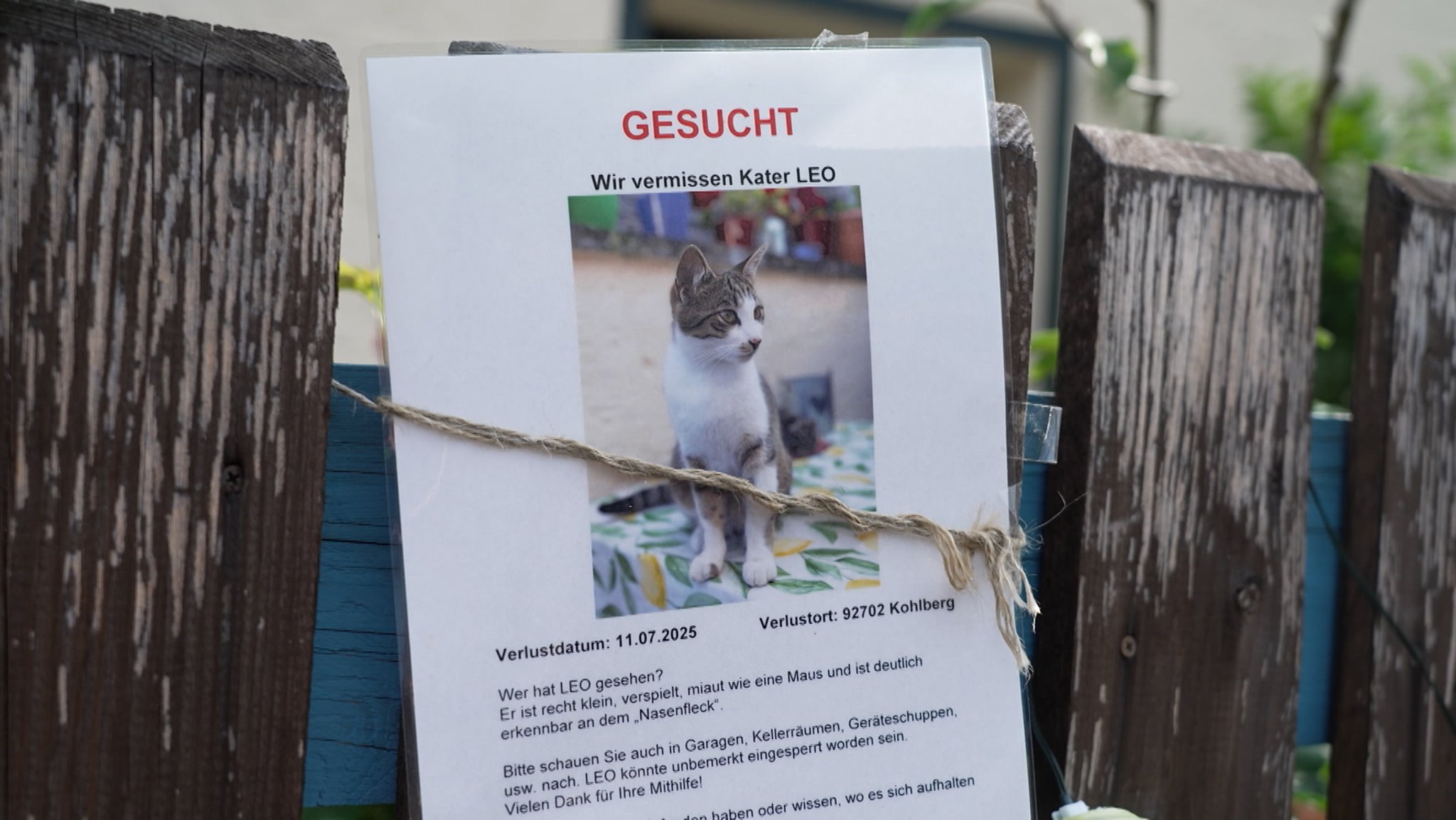 Suchplakat für eine Katze