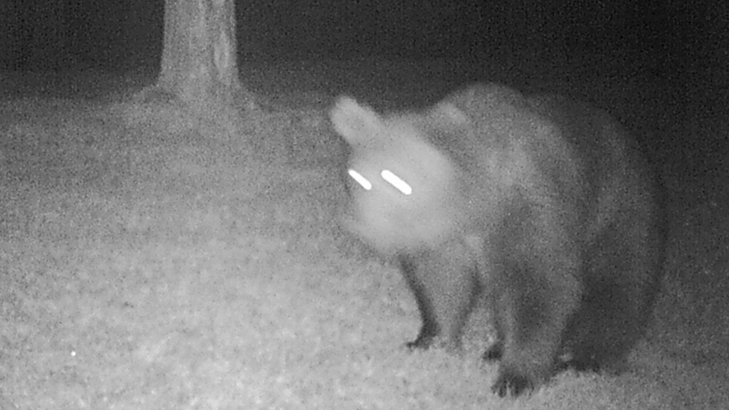 Zum ersten Mal seit zwei Jahren ist im Werdenfelser Land wieder ein Braunbär gesichtet worden. Er ist bei Mittenwald in eine Fotofalle getappt.