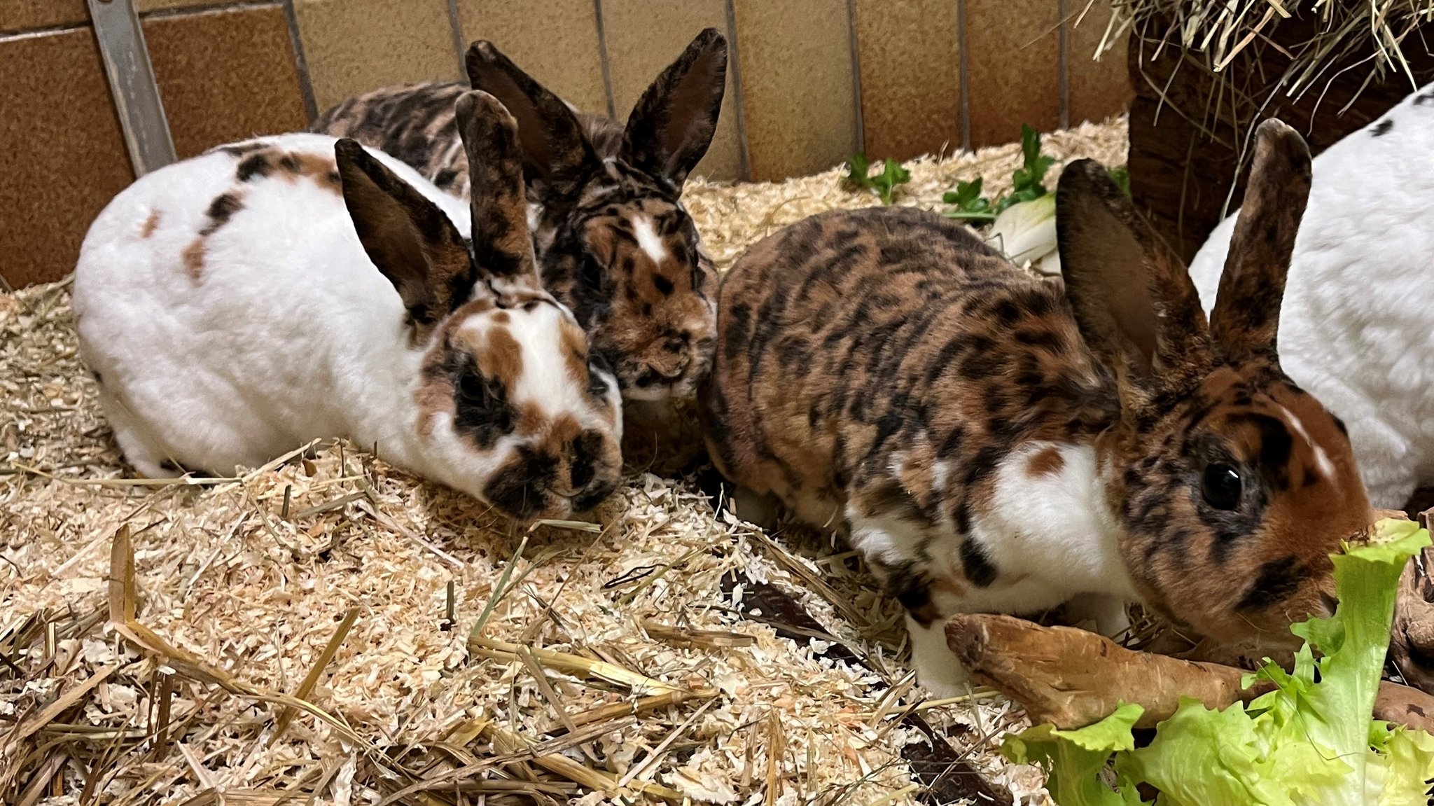 Vier Kaninchen im Kleintierzimmer des Tierheims in Kempten.