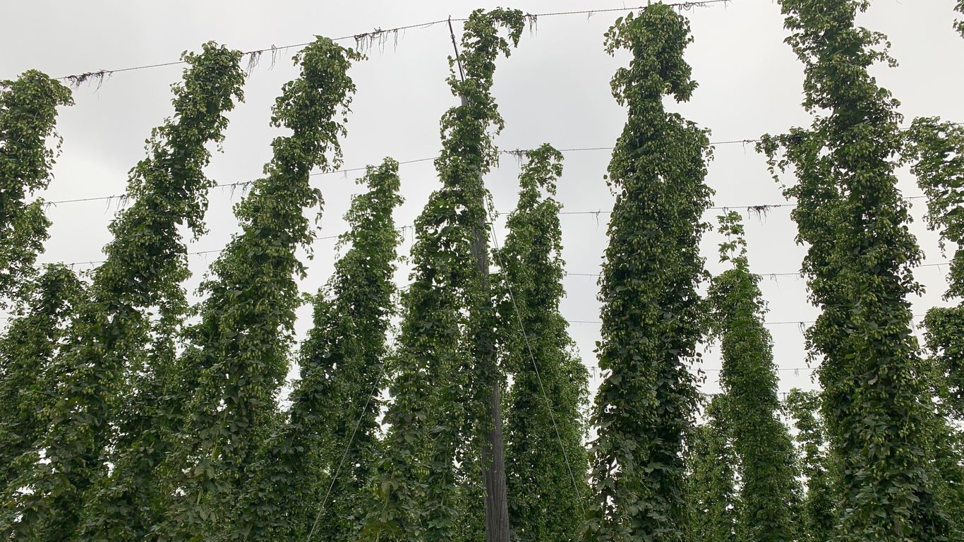 Zu sehen sind Hopfenpflanzen an den Rankdrähten. 