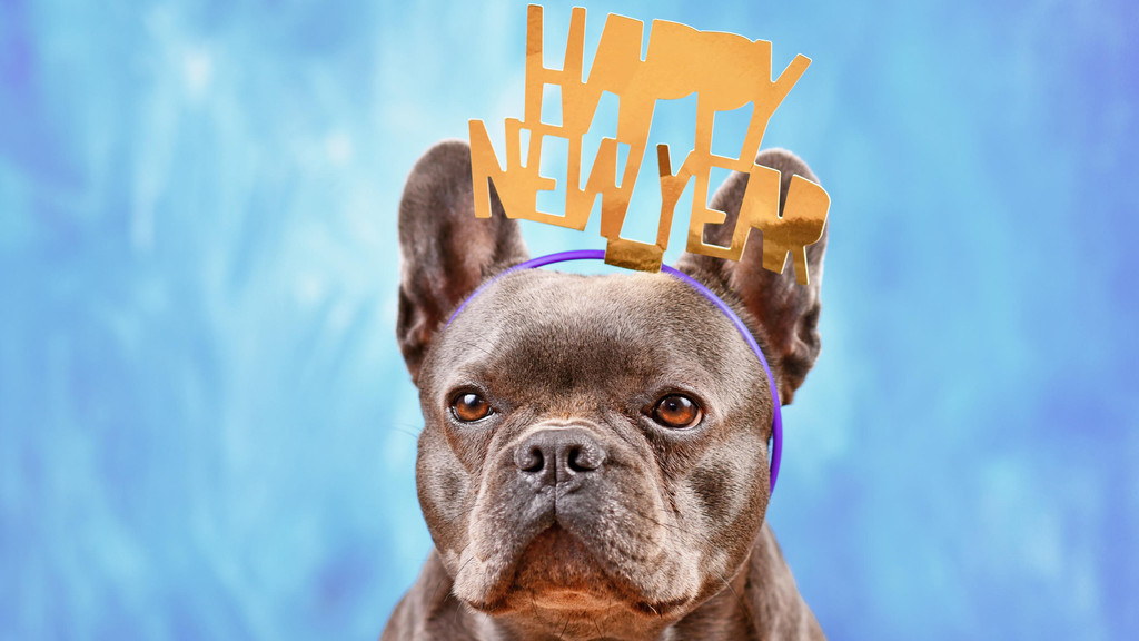 Eine Französische Bulldoge trägt einen Party-Haarreif mit der Aufschrift "Happy New Year".