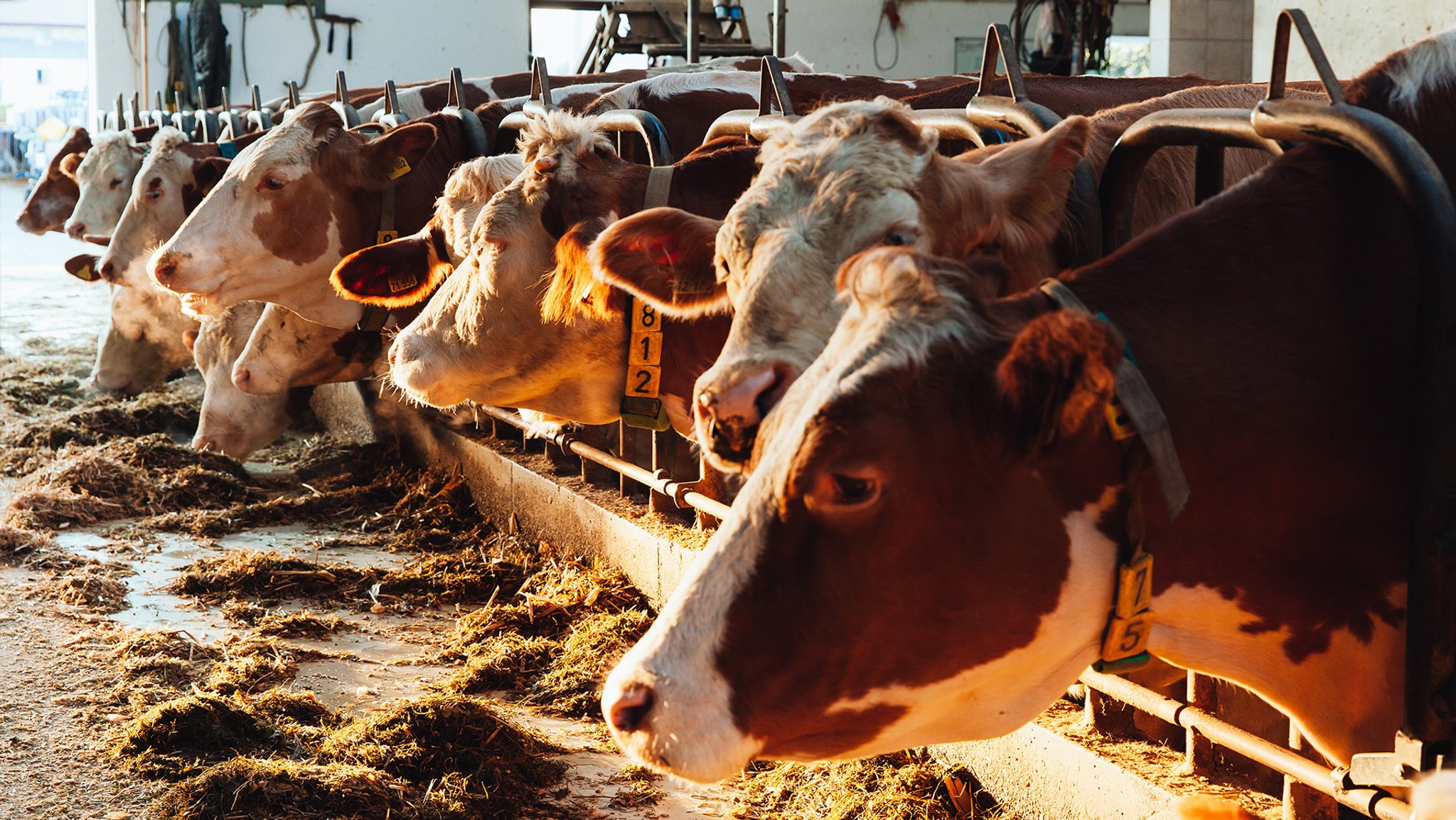 Tierschutzgesetz: Aus für ganzjährige Anbindehaltung kommt