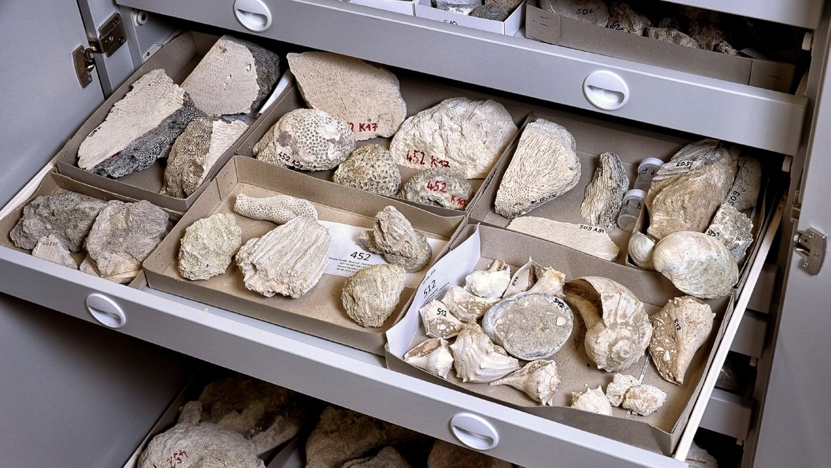 Blick in einen Sammlungsschrank mit fossilen Korallen, Muscheln und Schnecken.