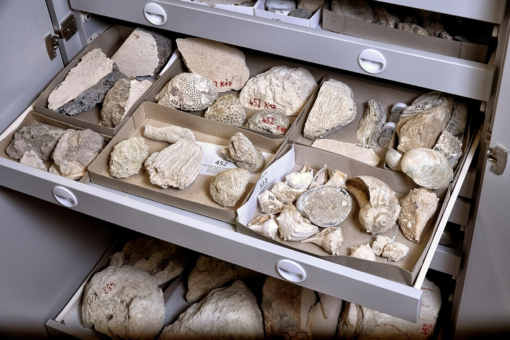 Blick in einen Sammlungsschrank mit fossilen Korallen, Muscheln und Schnecken.