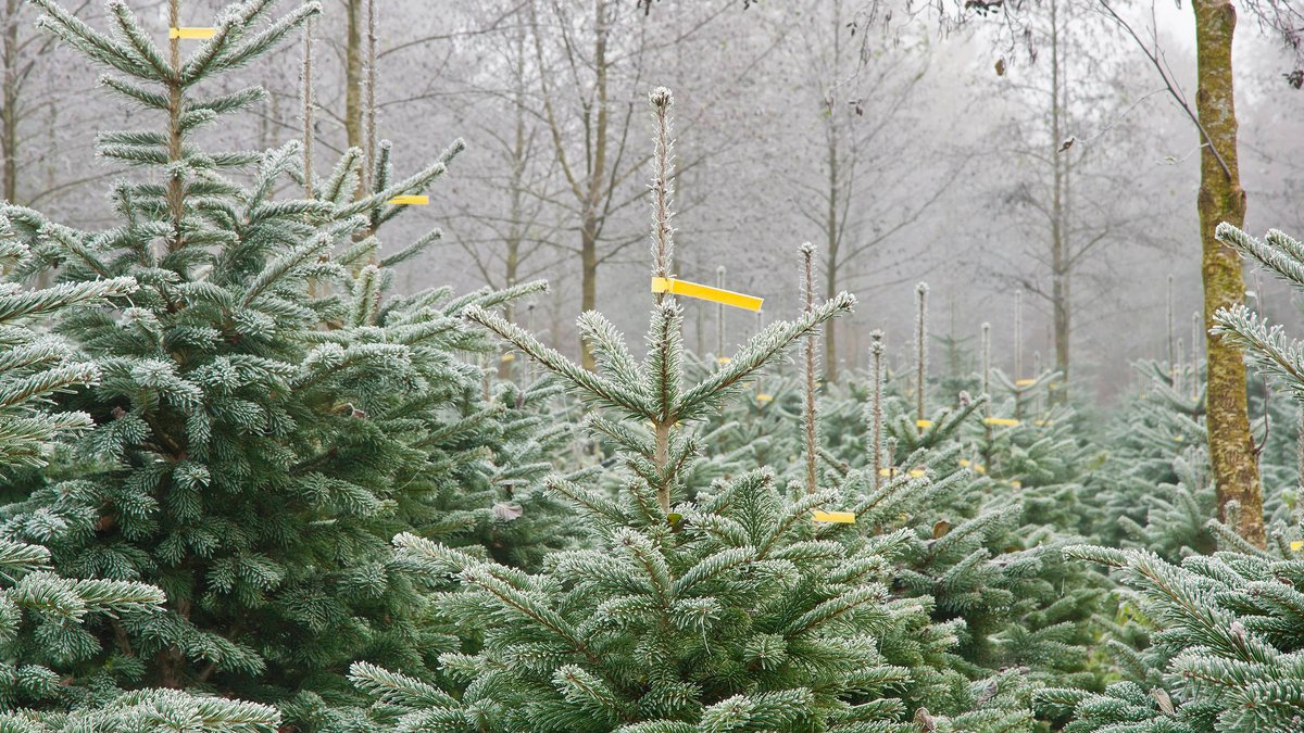 Archivbild: Weihnachtsbaum-Plantage im Berchtesgadener Land