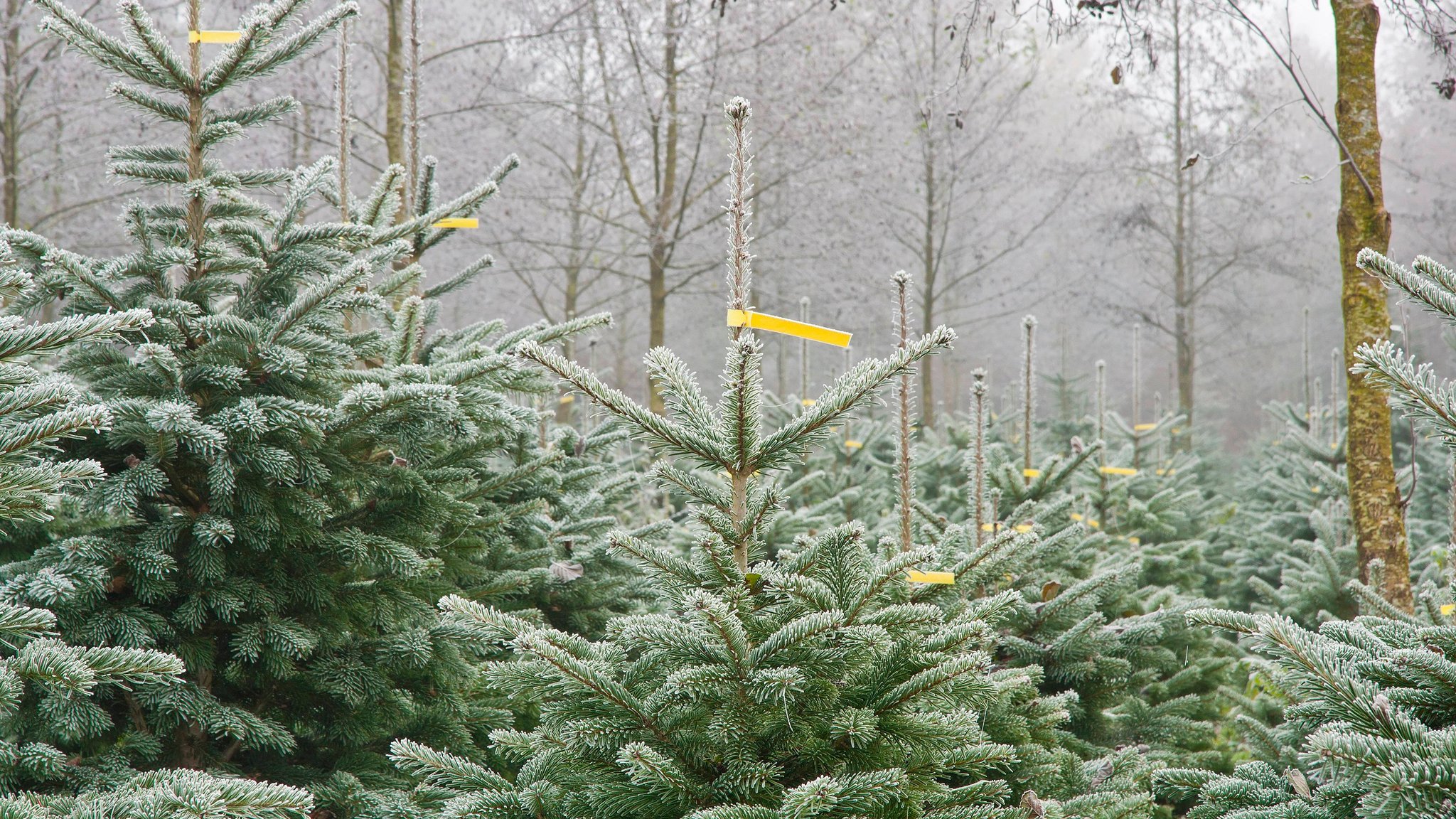 Preise für Weihnachtsbäume bleiben wohl stabil