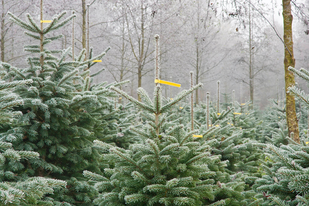 Archivbild: Weihnachtsbaum-Plantage im Berchtesgadener Land