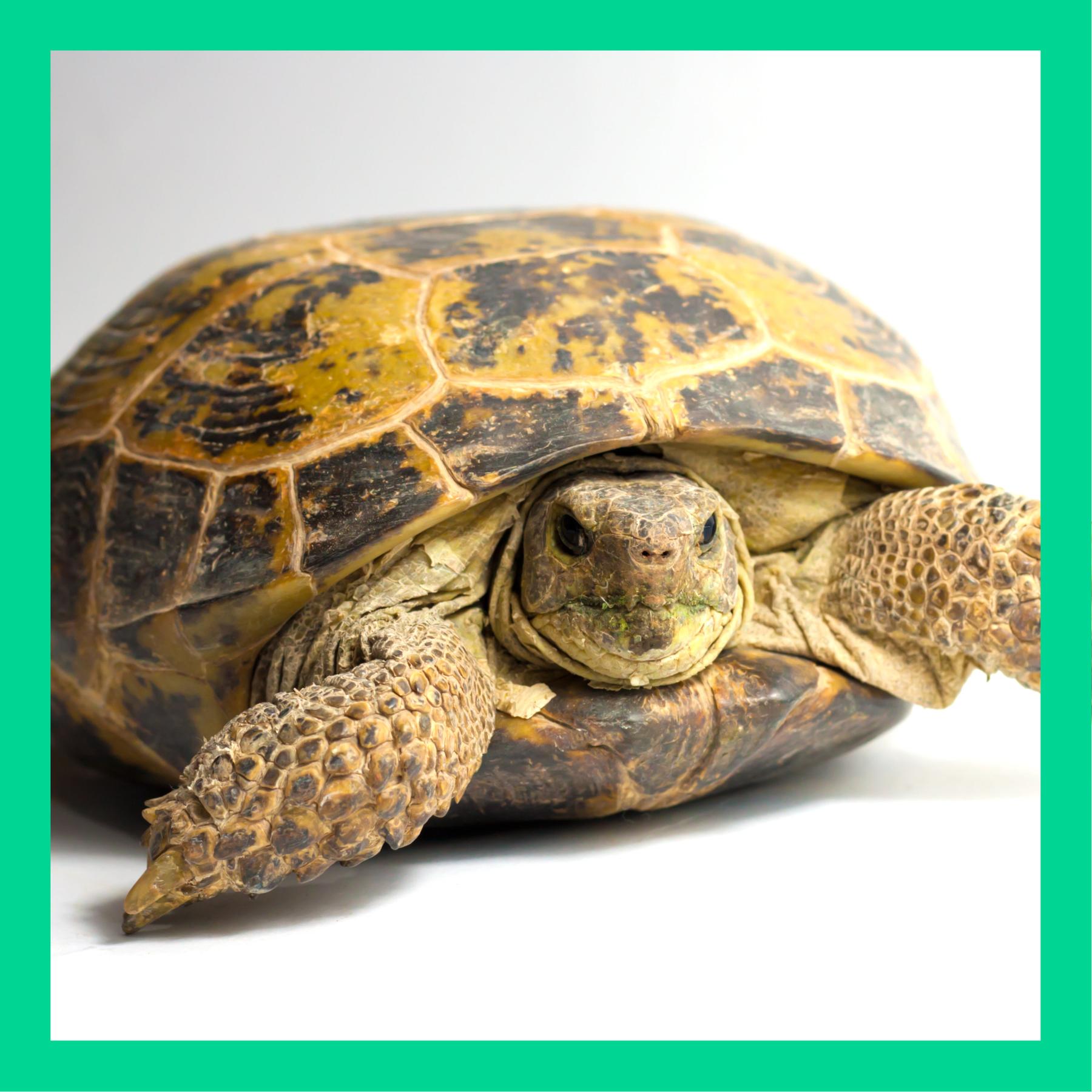 Können Schildkröten in ihrem Panzer stecken bleiben?