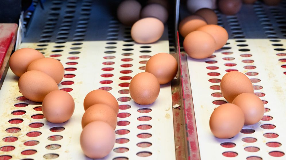 Braune Eier liegen in einem Betrieb mit Eiern aus Freilandhaltung. | Bild:dpa-Bildfunk/Julian Stratenschulte