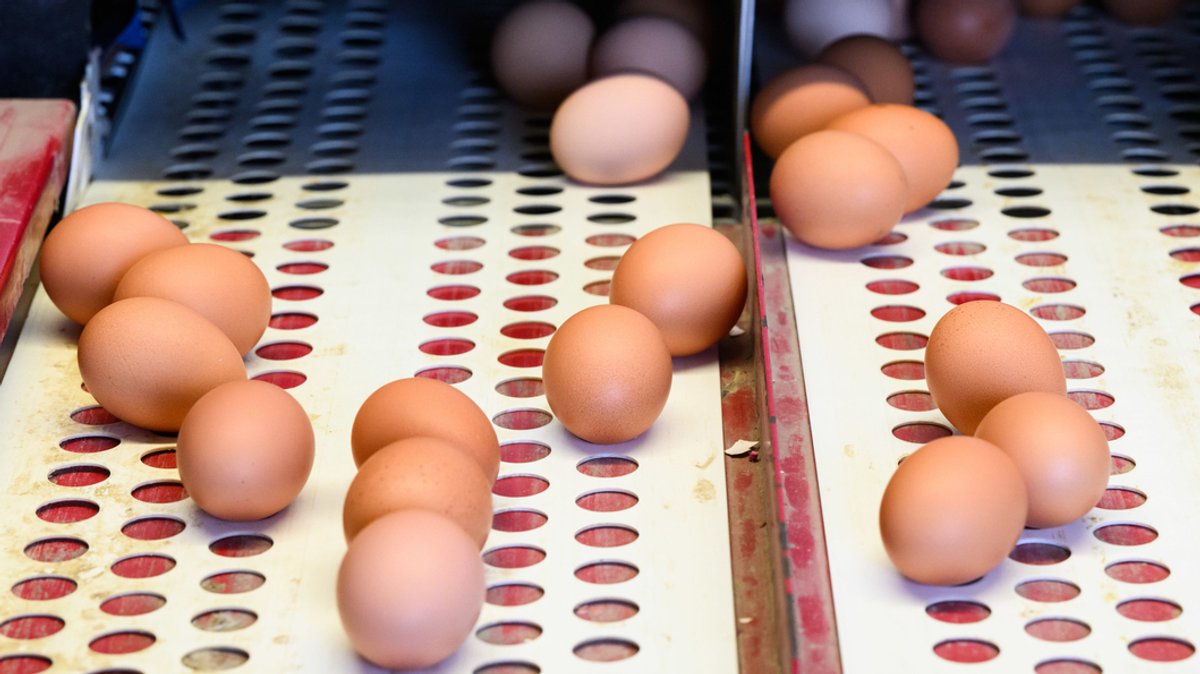 Braune Eier liegen in einem Betrieb mit Eiern aus Freilandhaltung.
