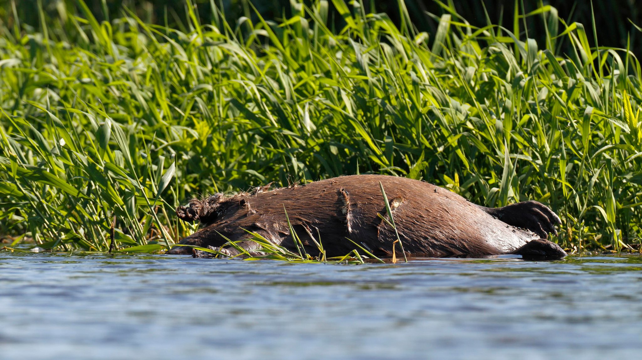 (Archivbild) Ein toter Biber liegt auf dem Rücken, halb im Wasser. | Bild: picture alliance / imageBROKER | Volker Lautenbach (Archivbild) Ein toter Biber liegt auf dem Rücken, halb im Wasser.