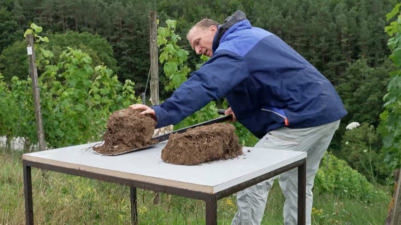 Ein Mann mit Erdproben vor Weinstöcken in Thüngersheim. | Bild: BR Ein Mann mit Erdproben vor Weinstöcken in Thüngersheim.