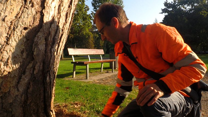 Baumkontrolleur Stephan Schipper bei seiner Arbeit in Schweinfurt
