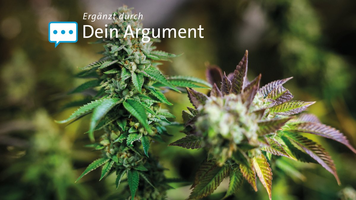 Bundestag stimmt für Cannabis-Gesetz: Was jetzt geplant ist
