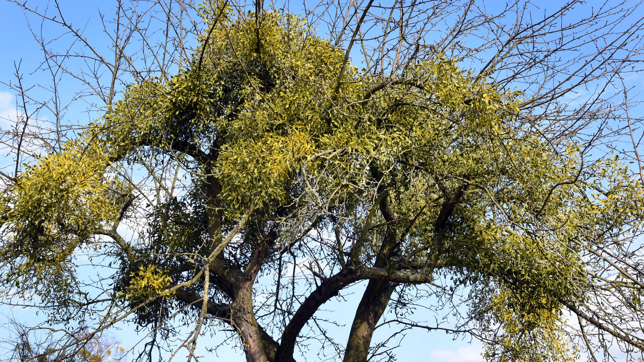 Misteln auf einem Apfelbaum inmitten einer Streuobstwiese