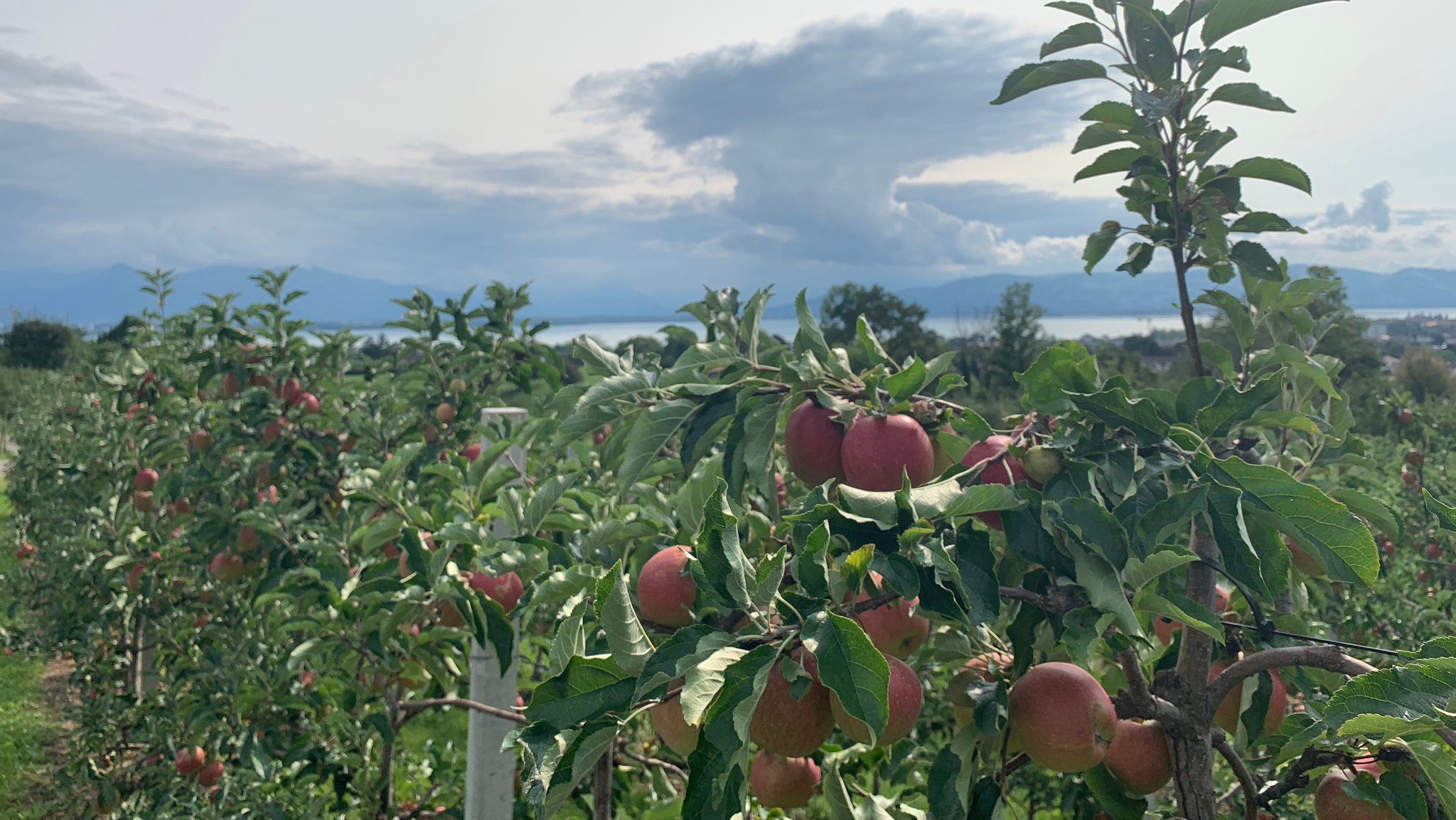 Die Äpfel am Bodensee sind erntereif