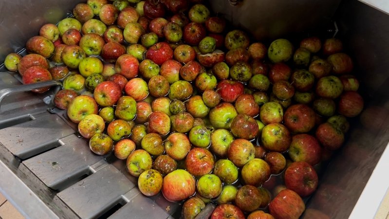 Äpfel beim Waschen in der Obstpresse | Bild: BR / Julia Binder Äpfel beim Waschen in der Obstpresse