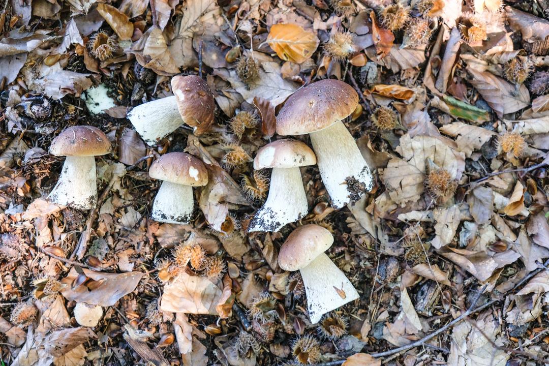 Symbolbild Pilze sammeln