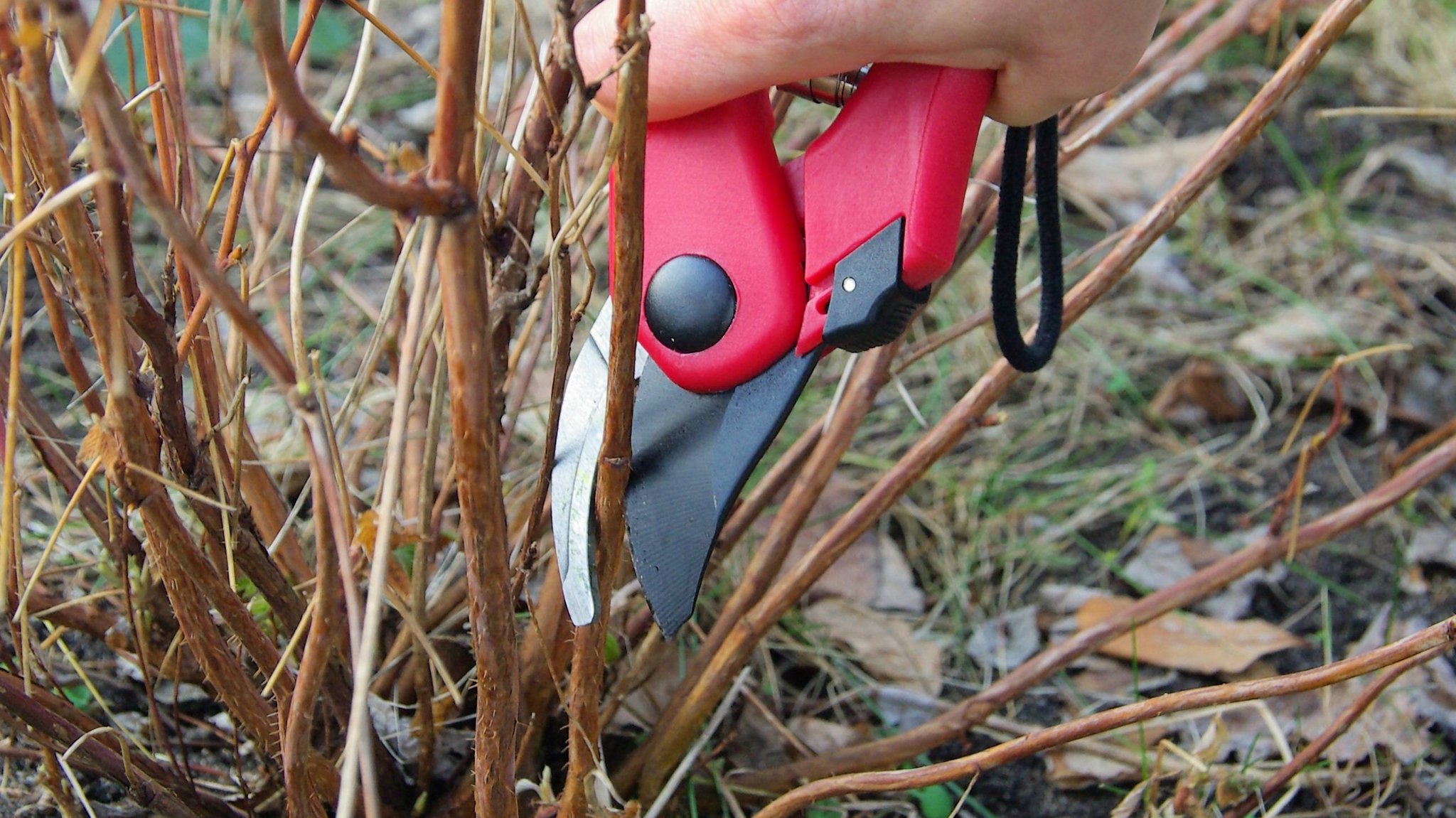 Ein Strauch und eine Gartenschere in Nahaufnahme