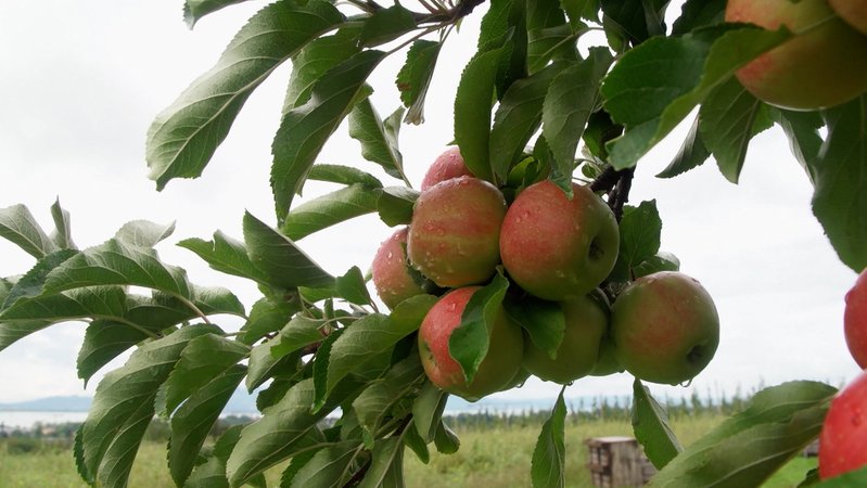 Äpfel hängen an einem Baum (Symbolbild)