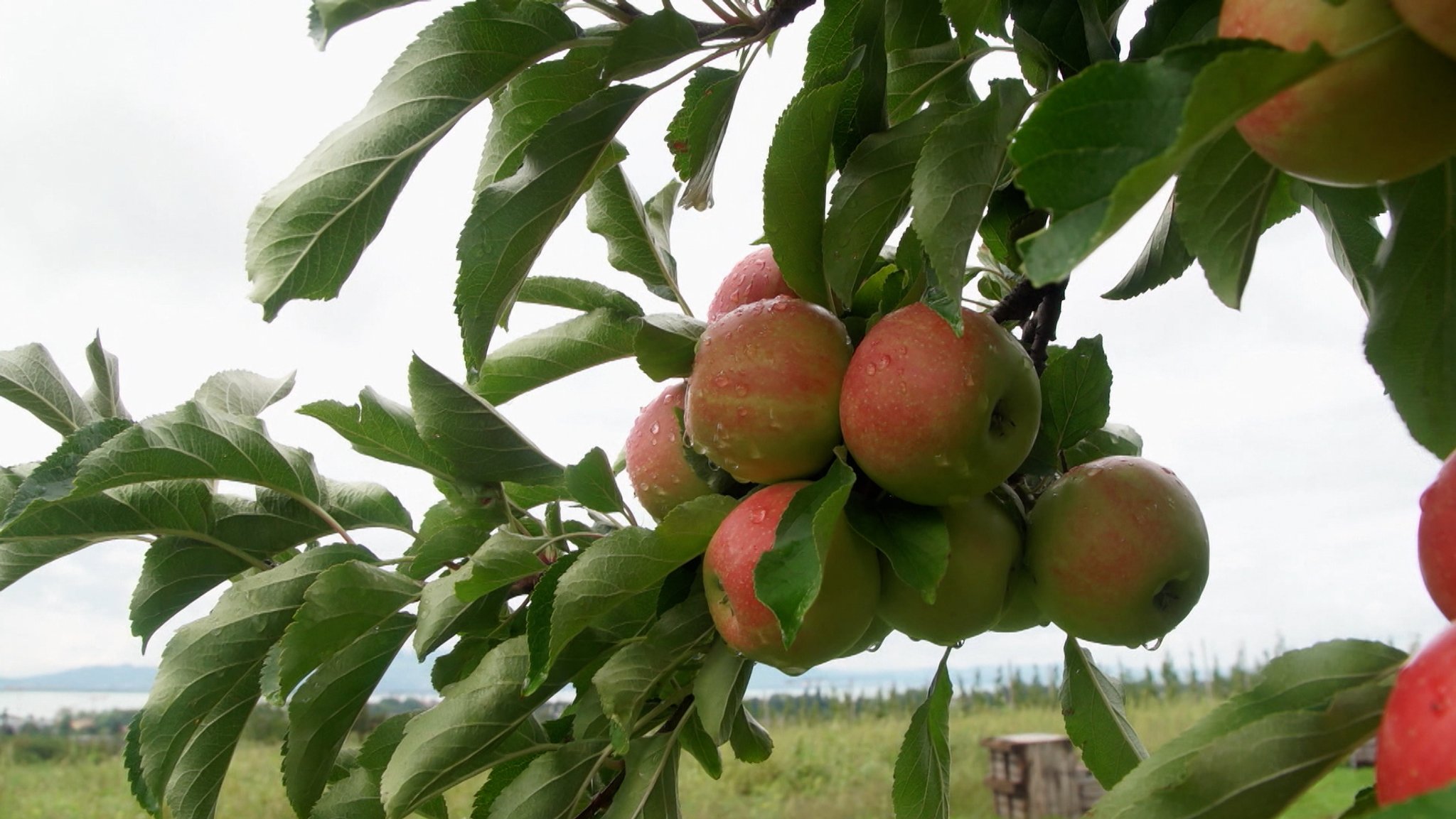 Obstdiebe machen in Nordbayern fette Beute