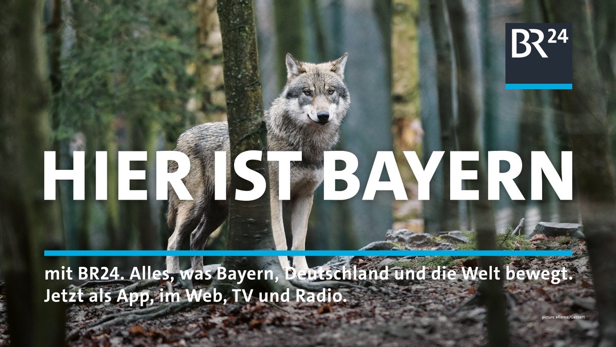 Hier ist Bayern: Ein Wolf steht da und schau uns an. Der da ist im Gehege fotografiert