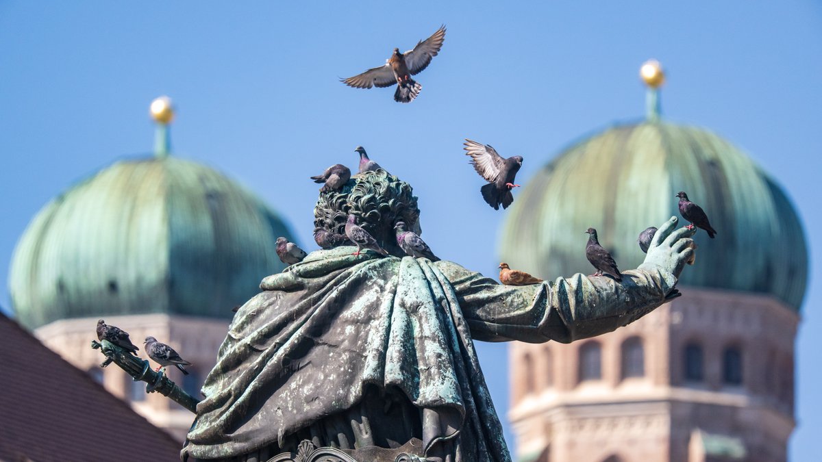Tauben landen auf dem Denkmal von König Maximilian I Joseph von Bayern. Im Hintergrund sind die beiden Türme der Frauenkirche zu sehen.
