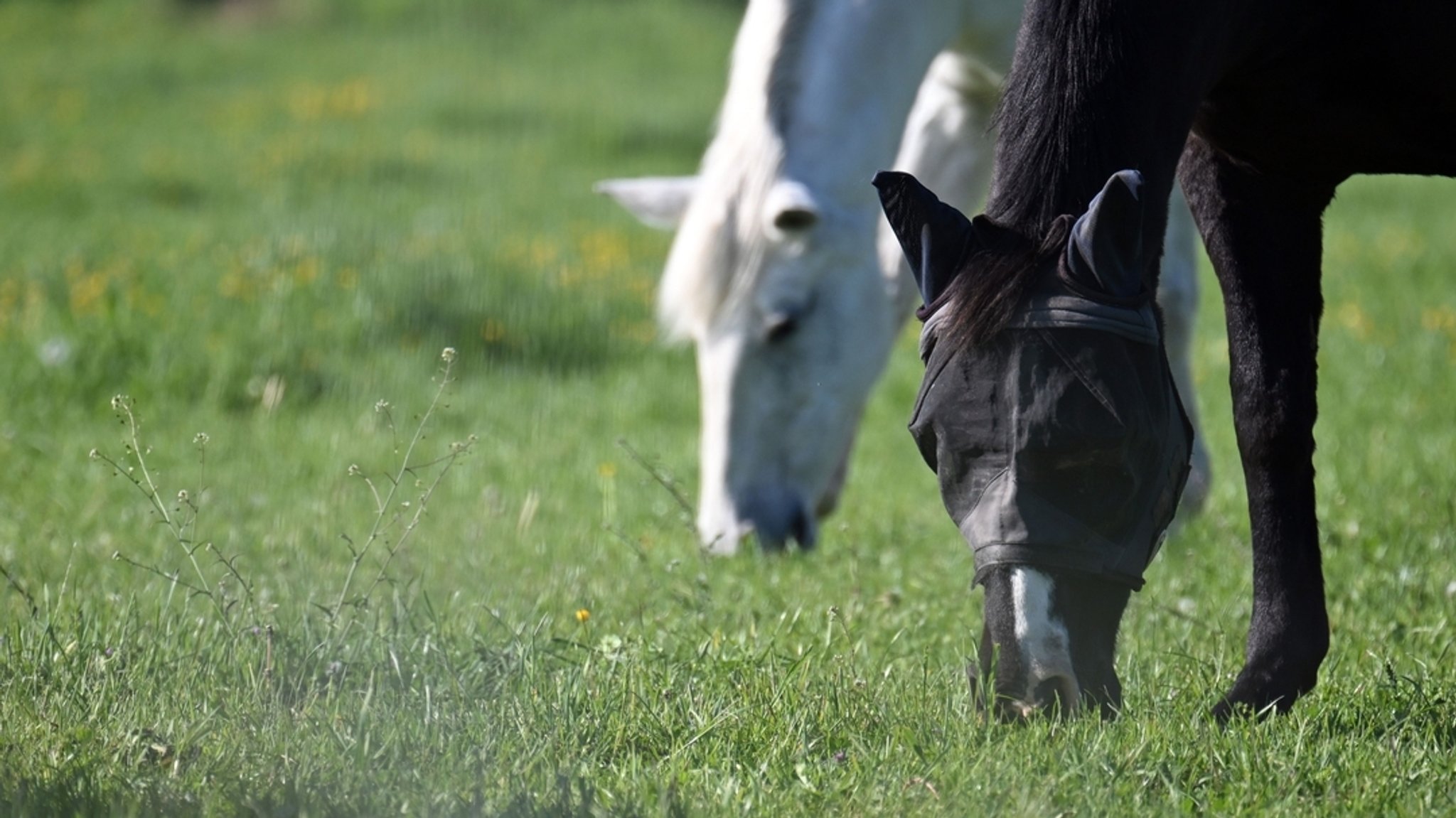 Pferde weiden auf einer Koppel. 