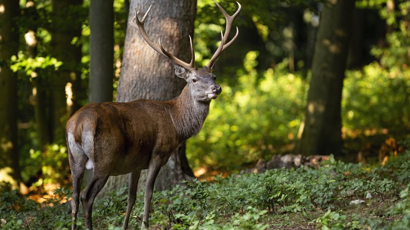 Ruhig stehender Rothirsch mit Geweih in spätsommerlicher Waldlandschaft. | Bild: Jakub Mrocek Ruhig stehender Rothirsch mit Geweih in spätsommerlicher Waldlandschaft.