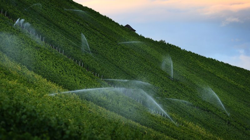Künstliche Bewässerung der Weinberge bei Escherndorf
