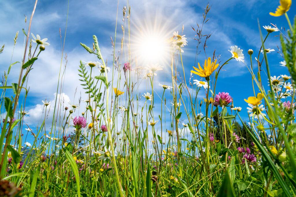 Das Wochenende lockt mit sommerlichen Temperaturen 