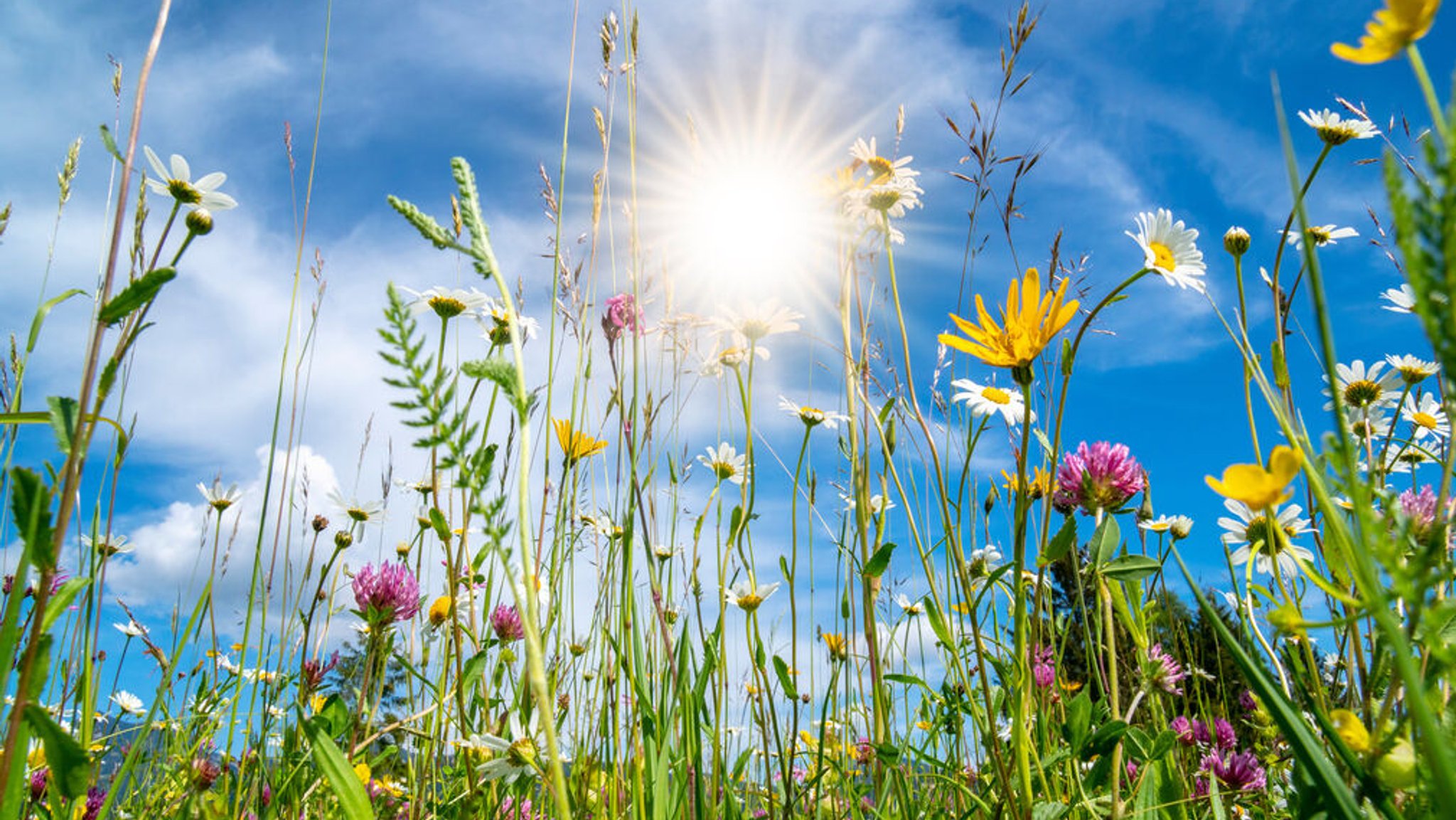 Das Wochenende lockt mit sommerlichen Temperaturen 