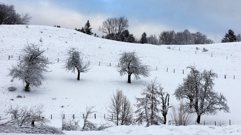 Streuobstwiese im Winter | Bild: picture alliance/dpa | Karl-Josef Hildenbrand Streuobstwiese im Winter