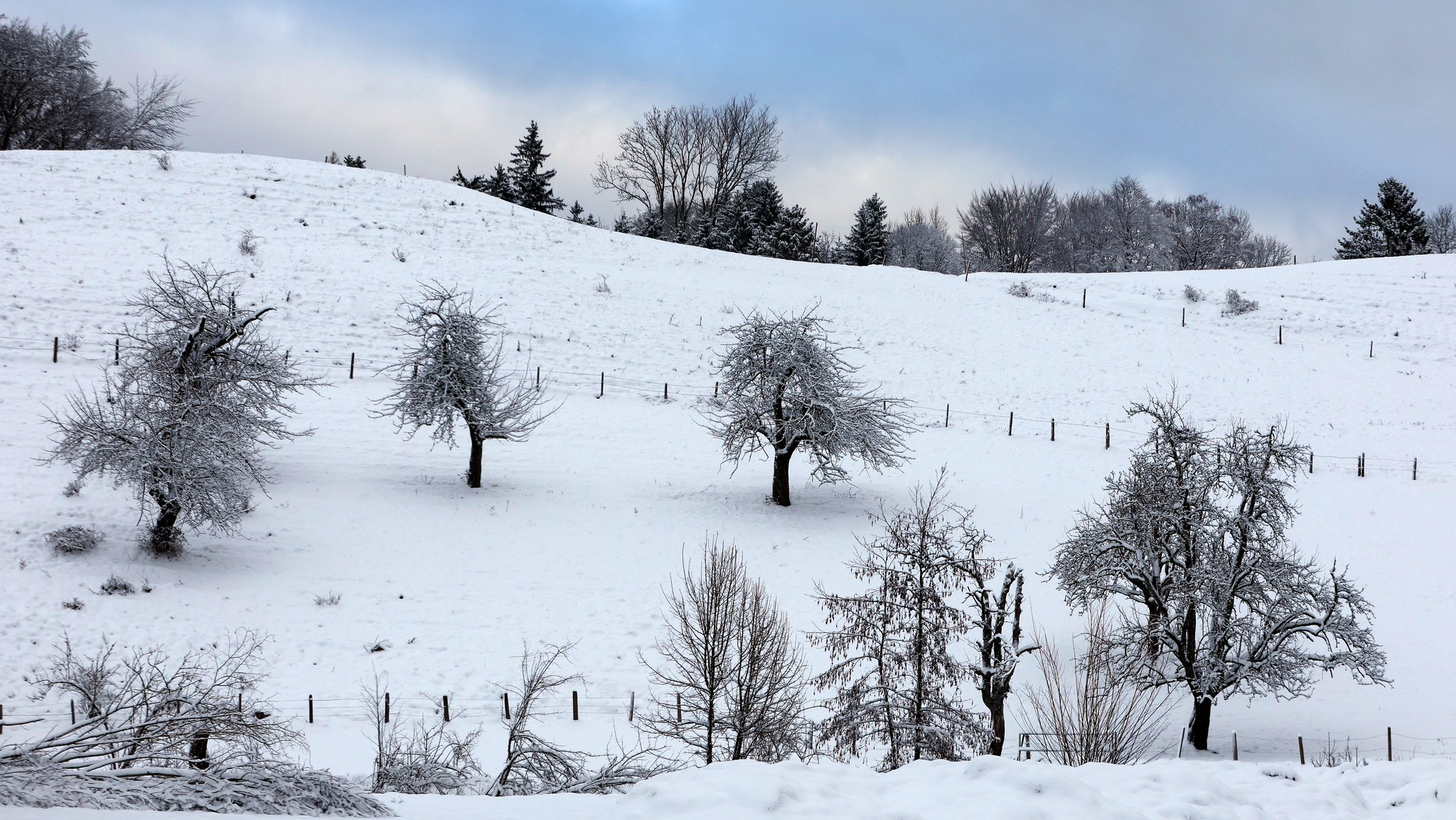 Streuobstwiese im Winter