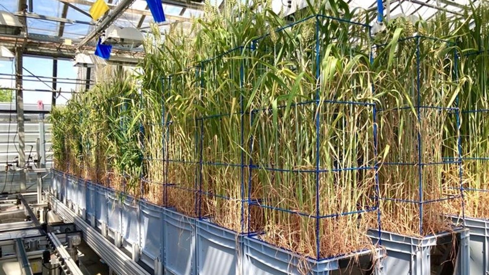 Drought in the Greenhouse: Breeding Cereals for Climate Change