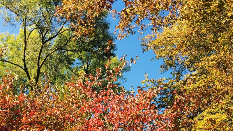Bäume mit buntem Herbstlaub vor blauem Himmel