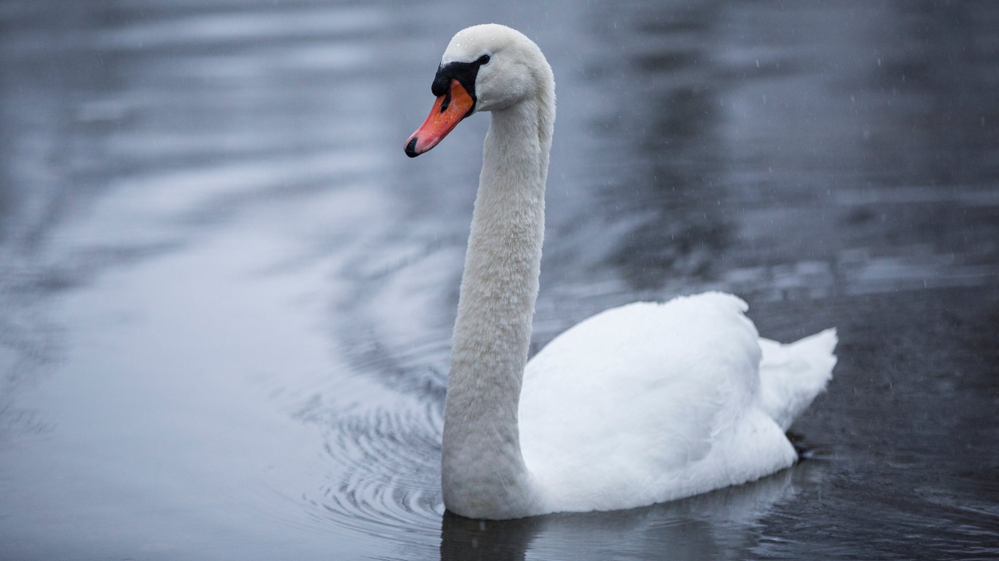 Vogelgrippe bei totem Schwan im Kreis Landshut nachgewiesen