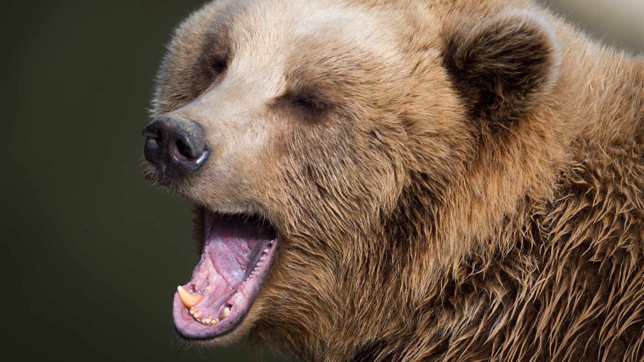 Gähnender Braunbär - ist ein Braunbär inaktiv wird ein spezielles Protein herunterreguliert, das ihn vor Thrombose schützt.