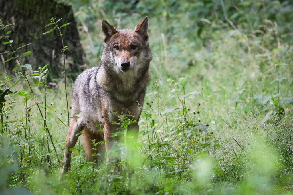 ARCHIV - 12.07.2023, Schleswig-Holstein, Eekholt: Eine ausgewachsener weiblicher Wolf steht in seinem Gehege im Tierpark. (zu dpa: «Bayerns Wolfsverordnung wieder in Kraft - Bund klagt erneut») Foto: Christian Charisius/dpa +++ dpa-Bildfunk +++