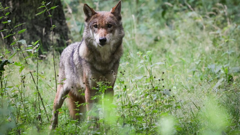 ARCHIV - 12.07.2023, Schleswig-Holstein, Eekholt: Eine ausgewachsener weiblicher Wolf steht in seinem Gehege im Tierpark. (zu dpa: «Bayerns Wolfsverordnung wieder in Kraft - Bund klagt erneut») Foto: Christian Charisius/dpa +++ dpa-Bildfunk +++ | Bild: dpa-Bildfunk/Christian Charisius ARCHIV - 12.07.2023, Schleswig-Holstein, Eekholt: Eine ausgewachsener weiblicher Wolf steht in seinem Gehege im Tierpark. (zu dpa: «Bayerns Wolfsverordnung wieder in Kraft - Bund klagt erneut») Foto: Christian Charisius/dpa +++ dpa-Bildfunk +++