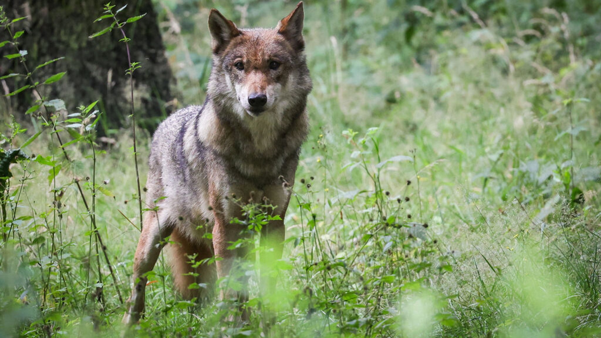 Leichtere Abschüsse: Bayern setzt Wolfsverordnung wieder ein