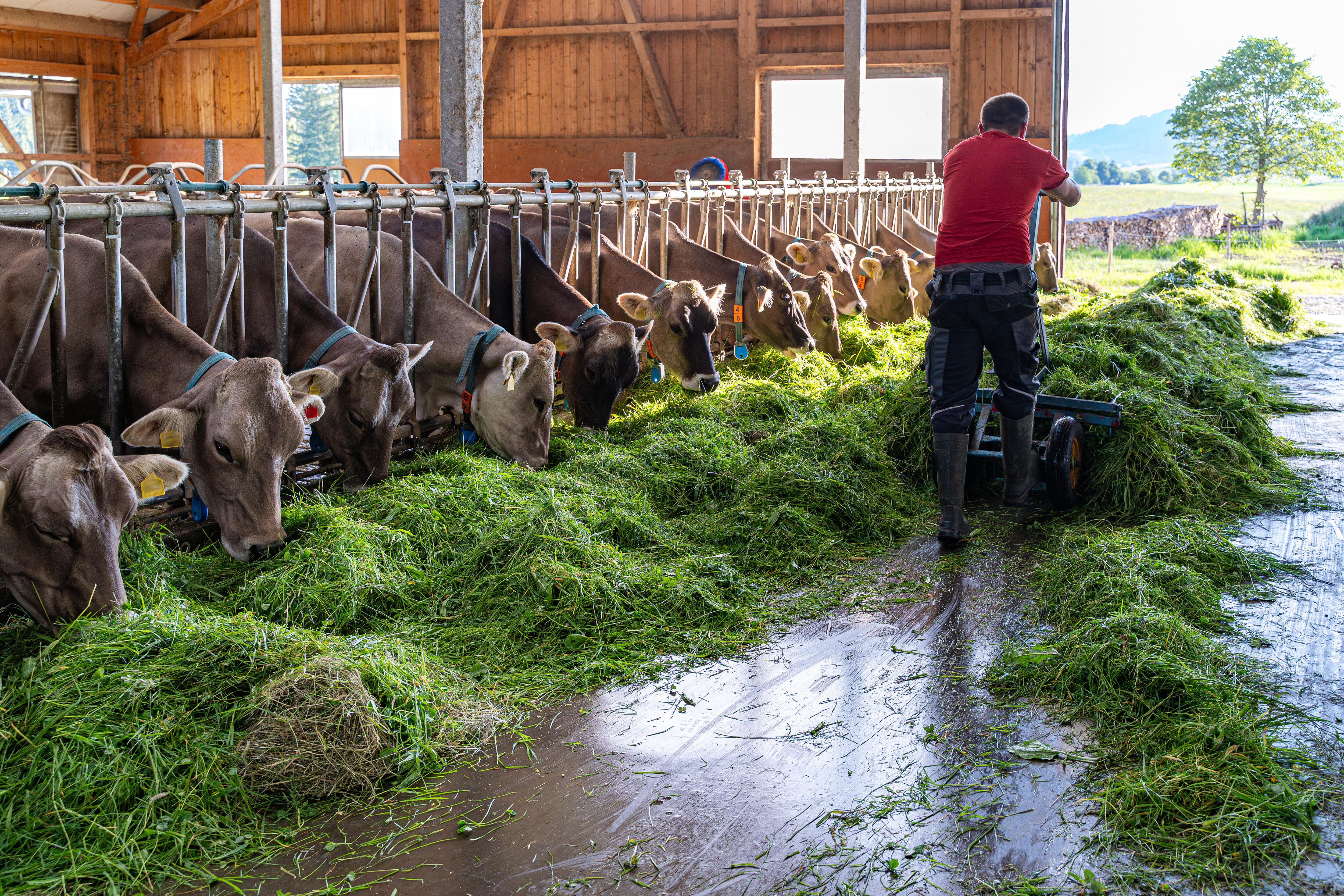 Rindviehfütterung mit frisch gemähtem Gras direkt im Kuhstall.