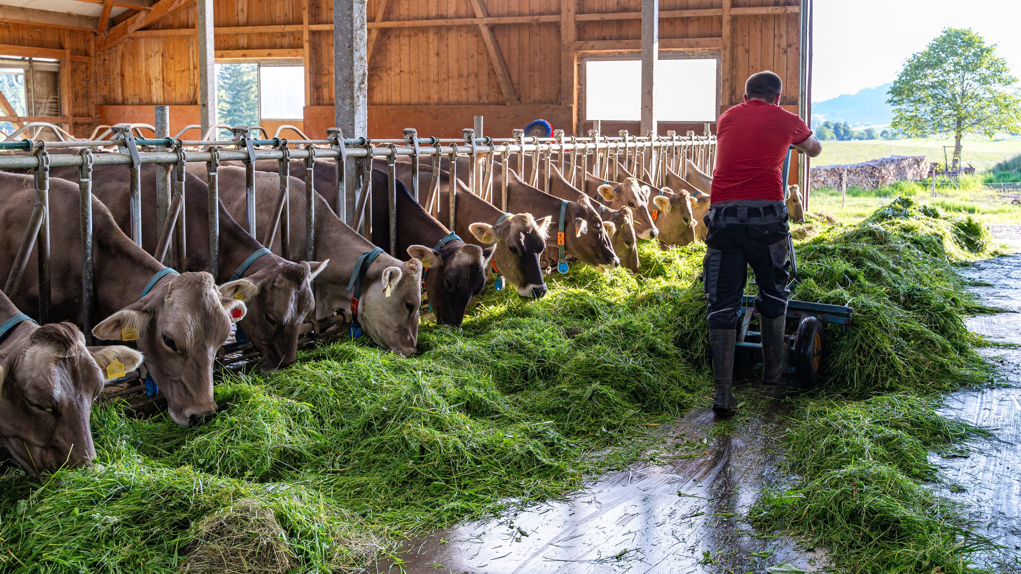 Rindviehfütterung mit frisch gemähtem Gras direkt im Kuhstall. | Bild: picture alliance / Countrypixel | FRP Rindviehfütterung mit frisch gemähtem Gras direkt im Kuhstall.